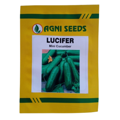 Lucifer - Mini Cucumber